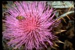 Milk Thistle P.E